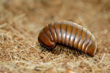 Image of pill millipede(Oniscomorpha) on the floor. Glomerida. Insect. Animal.