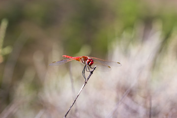 dragonfly in its habitat with macro