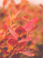 Makro liście borówki amerykańskiej czerwone jesienią