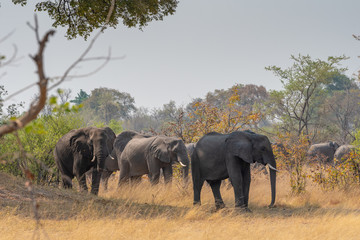 Fototapeta na wymiar eine Herde Elefanten im Mudumu Nationalpark, Namibia