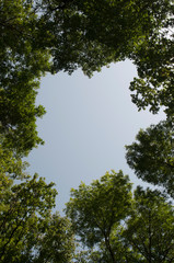 Fototapeta premium trees and blue sky