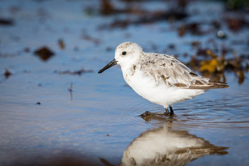 Bécasseau Sanderling