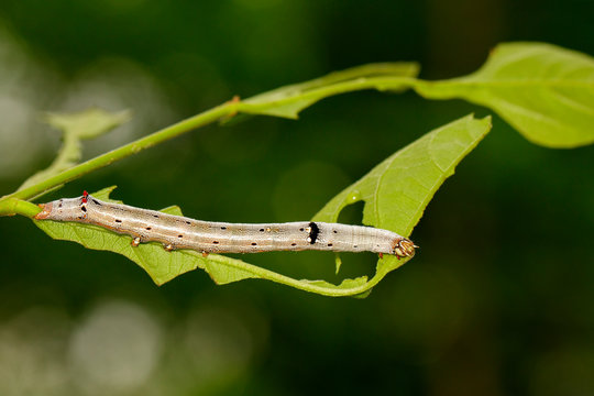 Image of Worms (caterpillars) on green leaf. Insect. Animal.