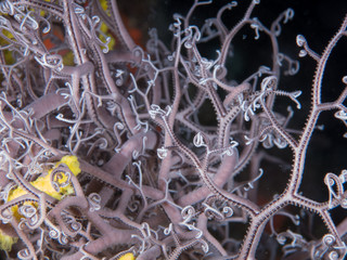 fondo marino con corales y macro