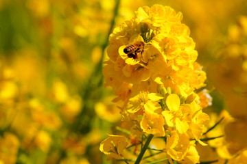 菜の花とミツバチ