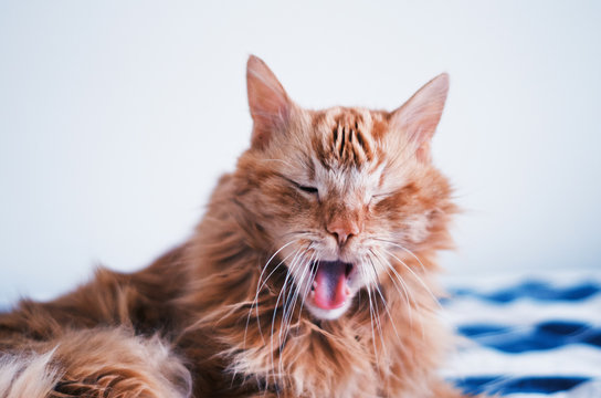 Portrait of a funny ginger cat jawning on a white background.