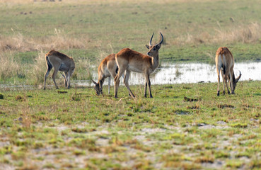 Naklejka na ściany i meble Letschwe Antilopen, Kobus leche, stehen am Kwando River, Namibia