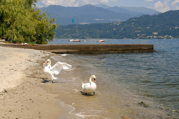 Couple of white swans on the beach of Maggiore Lake with pier, boats and mountainous coast in the background, Baveno, Piedmont, Italy