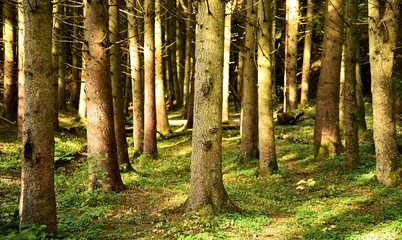 Fototapete bei efototapeten.de bestellen   