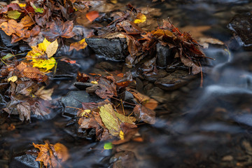 River in the woods in autumn