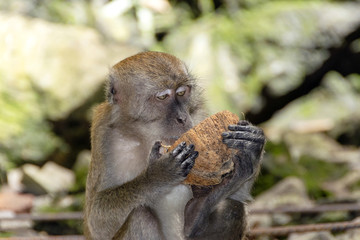 Batu caves, monkey holding a coconut.