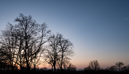 Bäume bei Sonnenuntergang