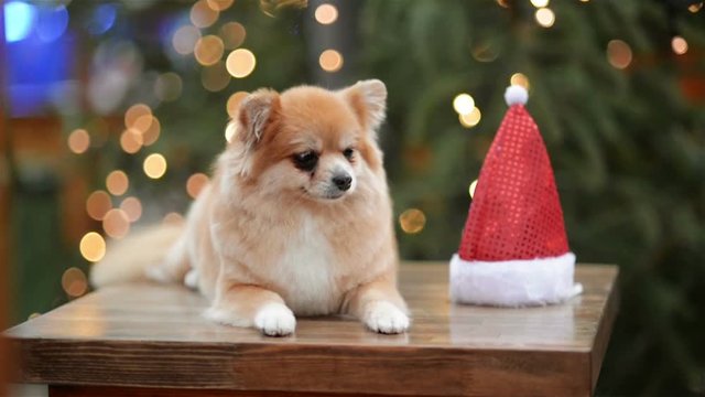 Portrait of Cute Dog In Santa Hat. Merry Christmas And Happy New Year Concept.