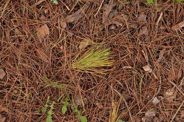 Hoja de pino sobre fondo otoñal
