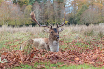 Deer in the forest