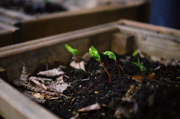 Tiny green saplings growing in a soil.