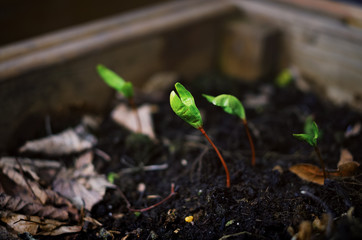 Closeup macro of a growing green sapling in a black soil.