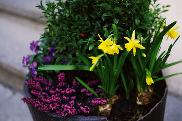 Fototapeta na wymiar Closeup of colourful blooming flowers in a pot.