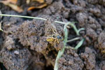 Wasp on the ground