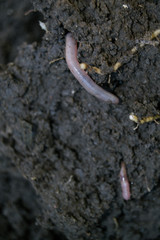 Earth worms on earth
