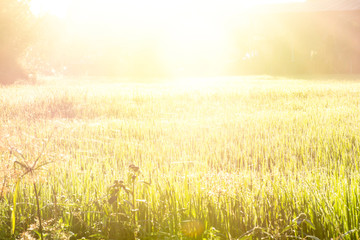 Fototapeta na wymiar Beautiful green rice field with sunrise in the morning, Flare light of sun shine to light yellow rice tree, Bright sun light on green field in Thailand, Warm white with copy space background 