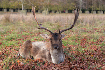 Deer in the forest