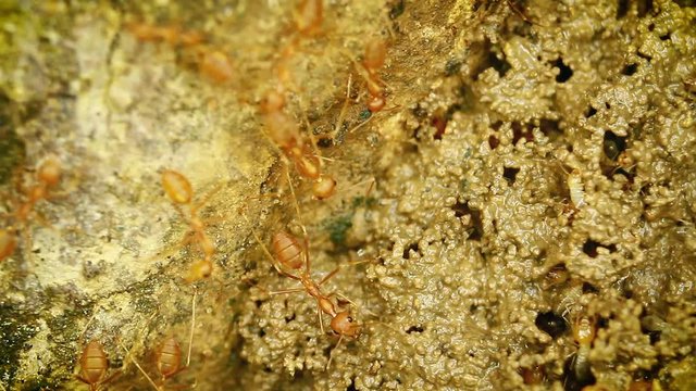Red ants and termite in Bardia national park, Nepal -  eusocial insects of the family Formicidae and isoptera