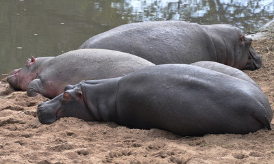hippo in water