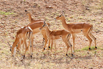 impala in the savanna