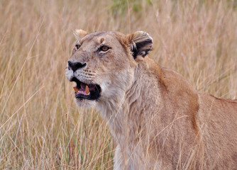 portrait of a lioness