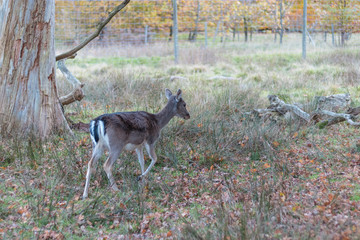 Deer in the forest