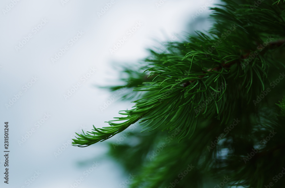 Wall mural green larix needles on a blurry cloudy sky.