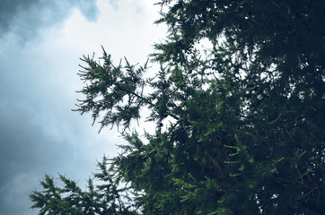 Below view of a larix tree branches against the cloudy sky.