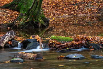 River in the woods in autumn