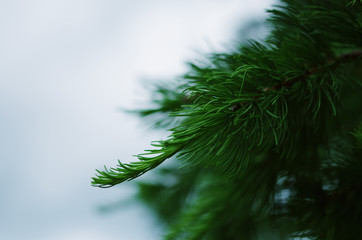 Green Larix needles on a blurry cloudy sky.