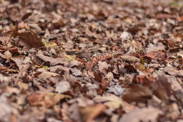 Leaves on the floor autumn background