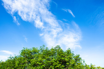 Bright cloud sky above green tree, Beautiful green leaves with blue sky