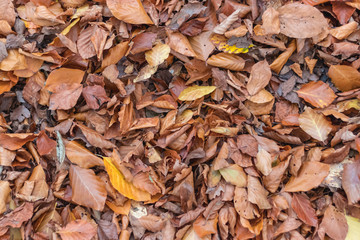 Leaves on the floor autumn background