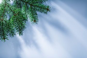 Pine tree branch on white background