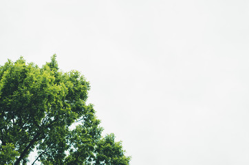 Looking up to the tree top with a white sky in the background.