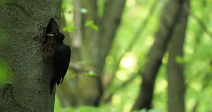 Black Woodpecker (datel cerny - Dryocopus martius - Black Woodpecker) female sitting on the tree trunk next to the hole and changing male in sitting on the eggs. 