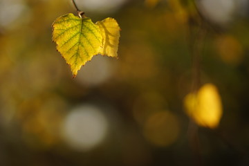Naklejka na ściany i meble Dry autumn birch leaf on a branch in sunny day, macro shot