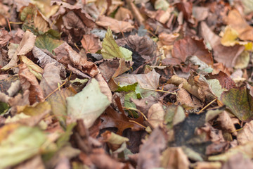 Leaves on the floor autumn background