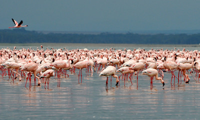group of flamingos in the nukuru lake