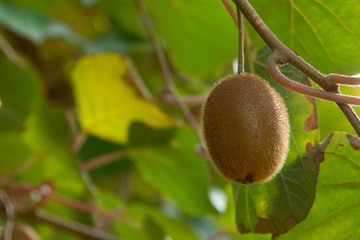 Kiwi (Actinidia delisiosa)  en automne