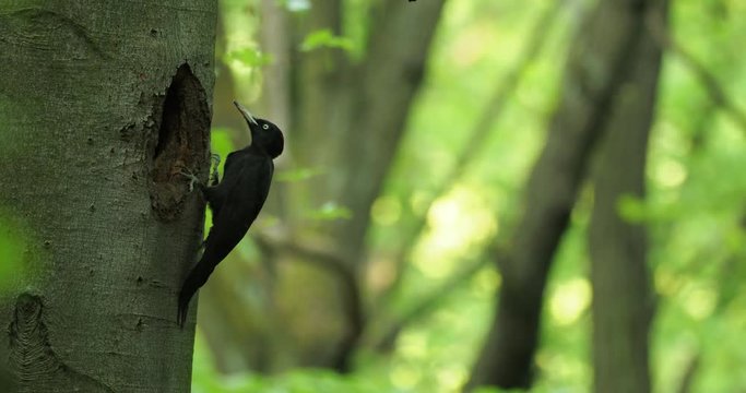 Black Woodpecker (datel cerny - Dryocopus martius - Black Woodpecker) female sitting on the tree trunk next to the hole and changing male in sitting on the eggs. 