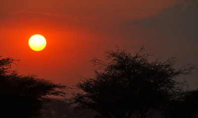 Obraz premium sylwetka drzewa o zachodzie słońca