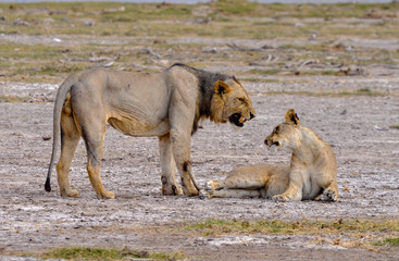 male lion and lioness