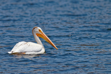 Pelican Portrait