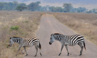 Fototapeta na wymiar zebra in serengeti national park tanzania africa